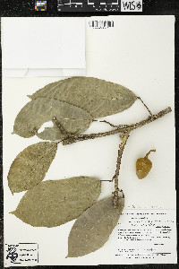 Matisia ochrocalyx image