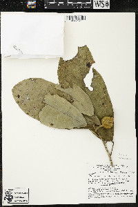 Matisia ochrocalyx image