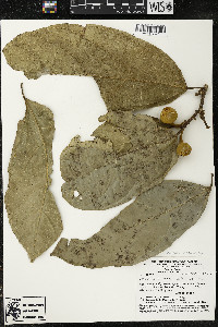 Matisia ochrocalyx image