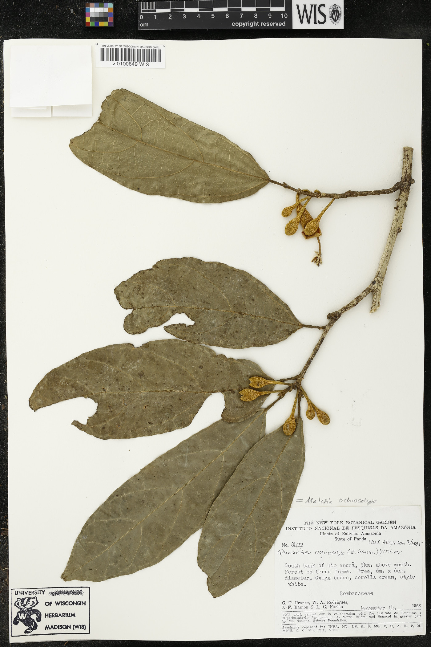 Matisia ochrocalyx image