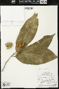 Matisia ochrocalyx image