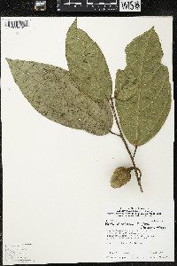 Matisia ochrocalyx image