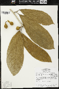 Matisia ochrocalyx image