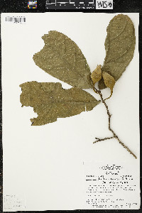 Matisia ochrocalyx image