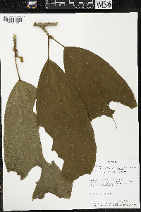 Matisia ochrocalyx image