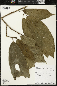 Matisia ochrocalyx image