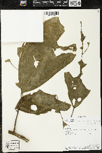 Matisia ochrocalyx image
