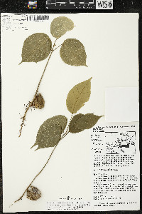 Matisia ochrocalyx image