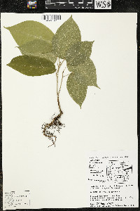 Matisia ochrocalyx image