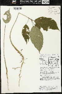 Matisia ochrocalyx image