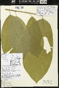 Matisia ochrocalyx image