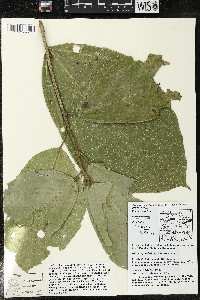 Matisia ochrocalyx image
