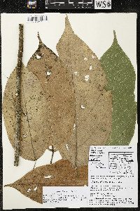 Matisia ochrocalyx image