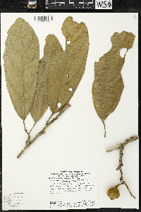 Matisia ochrocalyx image