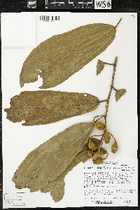 Matisia ochrocalyx image