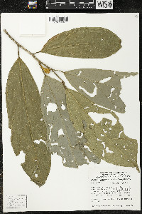 Matisia ochrocalyx image