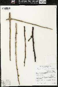Matisia ochrocalyx image