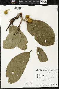 Matisia ochrocalyx image