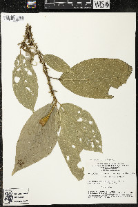 Matisia ochrocalyx image