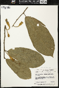 Matisia ochrocalyx image