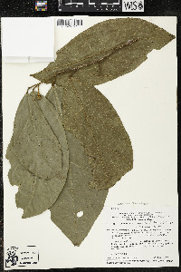 Matisia ochrocalyx image