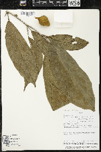 Matisia ochrocalyx image