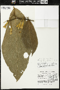 Matisia ochrocalyx image