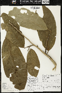 Matisia ochrocalyx image