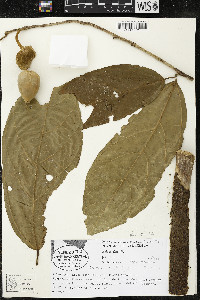 Matisia ochrocalyx image