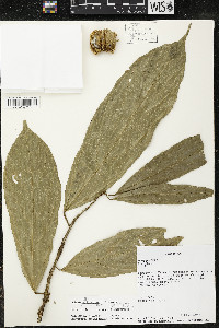 Matisia ochrocalyx image