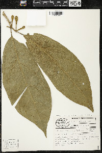 Matisia ochrocalyx image