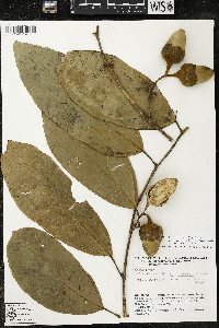 Matisia ochrocalyx image