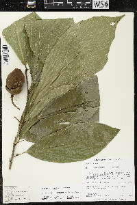 Matisia ochrocalyx image