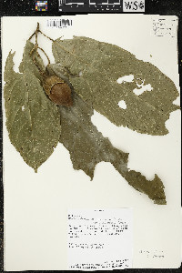 Matisia ochrocalyx image