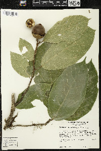 Matisia ochrocalyx image