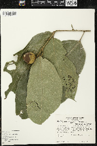 Matisia ochrocalyx image