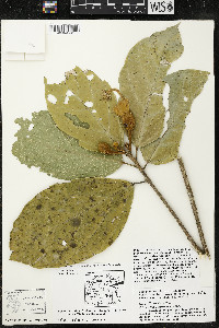 Matisia ochrocalyx image