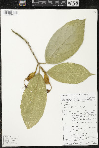 Matisia ochrocalyx image