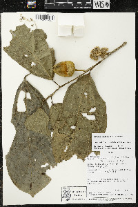 Matisia ochrocalyx image