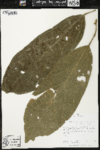 Matisia ochrocalyx image