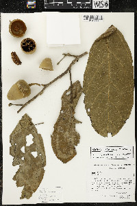 Matisia ochrocalyx image