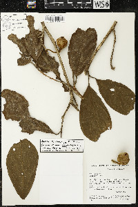 Matisia ochrocalyx image
