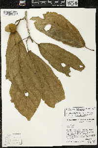 Matisia ochrocalyx image