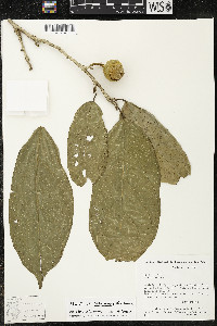 Matisia ochrocalyx image