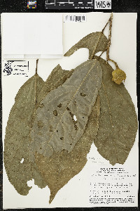 Matisia ochrocalyx image