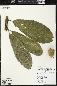 Matisia ochrocalyx image