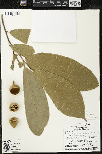 Matisia ochrocalyx image