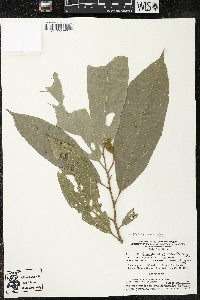 Matisia ochrocalyx image