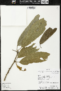 Matisia ochrocalyx image