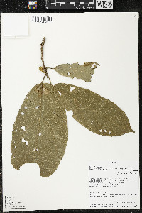 Matisia ochrocalyx image